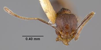 Media type: image;   Entomology 20664 Aspect: head frontal view
